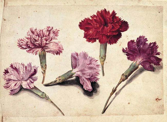 Studies with Five Clove Pinks, vintage artwork by Jacques le Moyne de Morgues, A3 (16x12") Poster Print