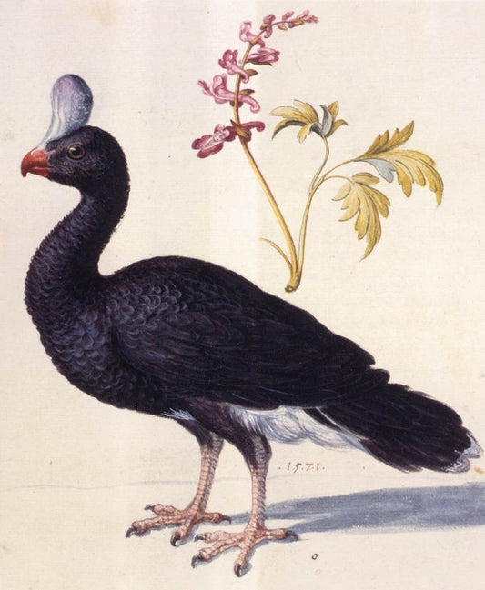 Study of a Helmeted Curassow, vintage artwork by Giuseppe Arcimboldo, A3 (16x12") Poster Print