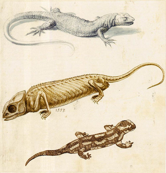 Study of a Lizard, a Chameleon, and a Salamander, vintage artwork by Giuseppe Arcimboldo, A3 (16x12") Poster Print
