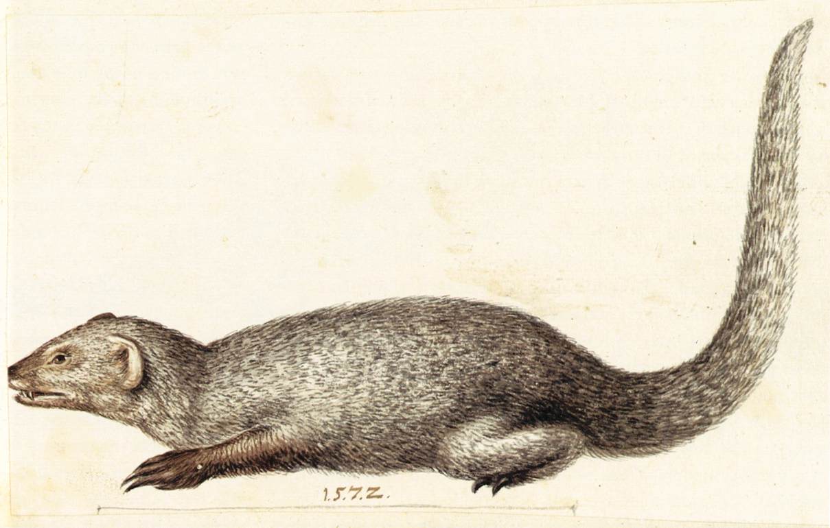 Study of an Indian Mongoose, vintage artwork by Giuseppe Arcimboldo, A3 (16x12") Poster Print