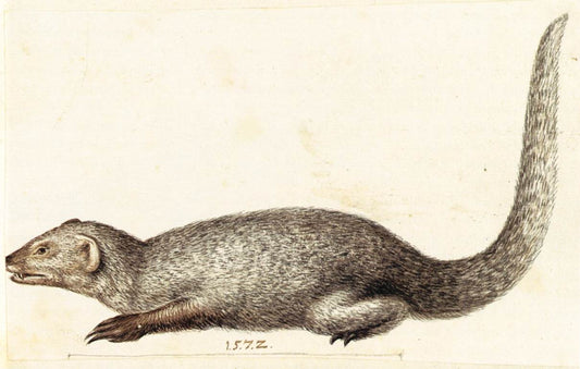 Study of an Indian Mongoose, vintage artwork by Giuseppe Arcimboldo, A3 (16x12") Poster Print