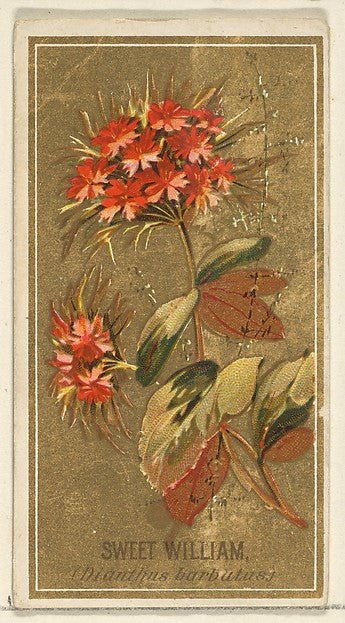:Sweet William  from the Flowers series for Old Judge Cigarettes 1890, vintage artwork, 16x12"(A3) Poster Print