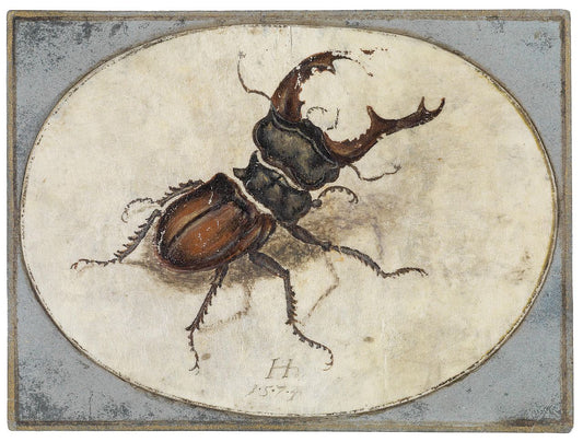 The Stag Beetle, vintage artwork by Hans Hoffmann, A3 (16x12") Poster Print