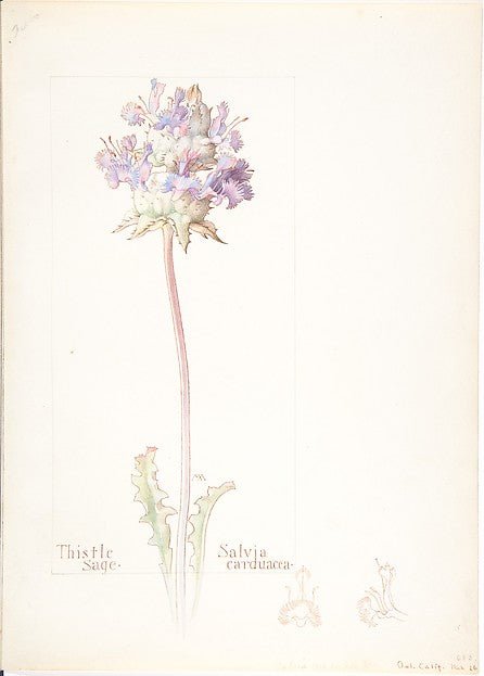 Thistle Sage  Salvia carduacea 1909–14-Margaret Neilson Armstr, vintage art, A3 (16x12") Poster Print