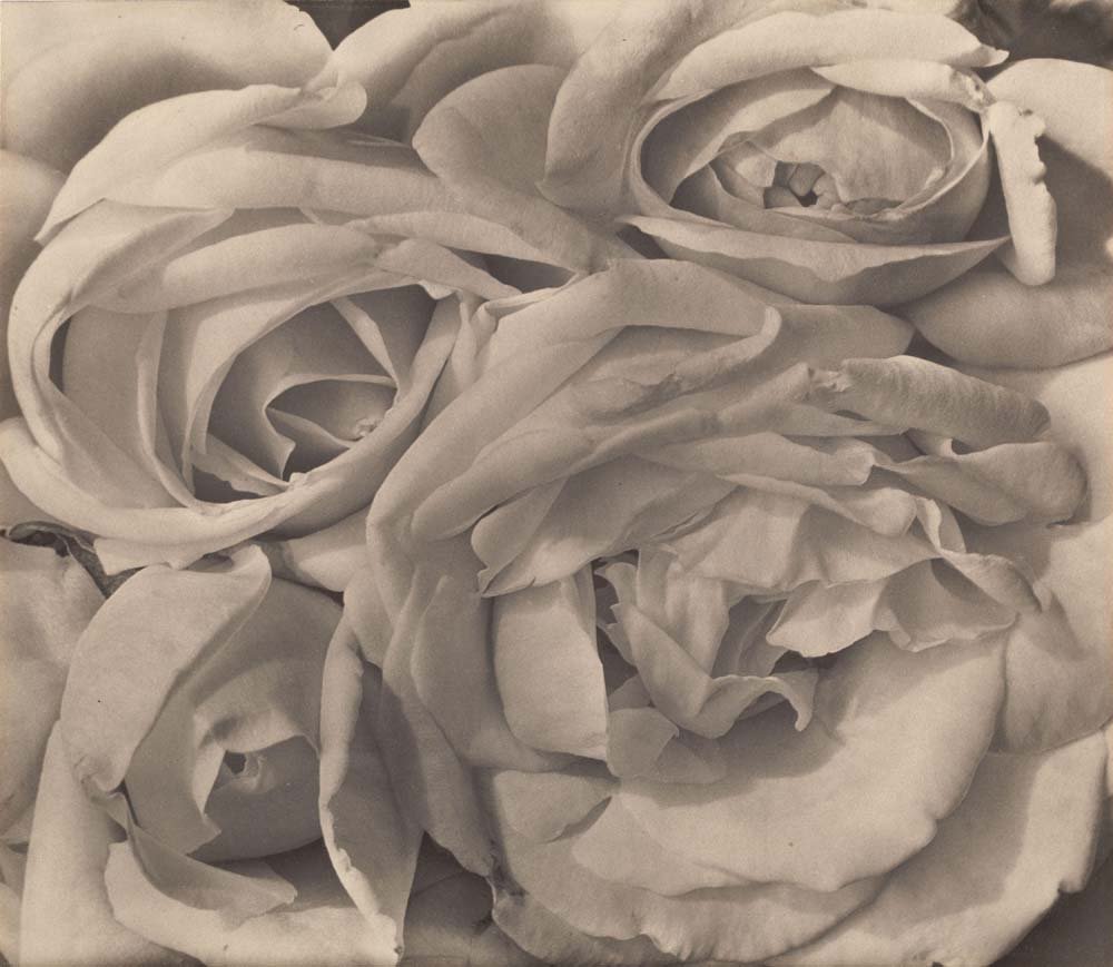 Tina Modotti - Roses Mexico, vintage historic photograph, modern poster print