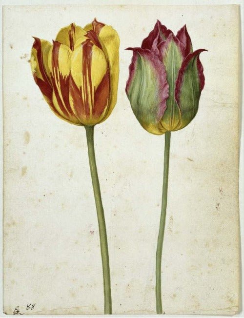 Two Tulips, 1630. Watercolour., vintage artwork by Georg Flegel, A3 (16x12") Poster Print