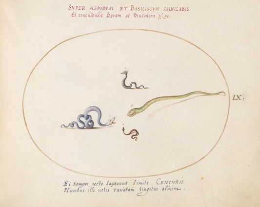 Animalia Qvadrvpedia et Reptilia (Terra): Plate LX by Joris Hoefnagel (Flemish, 1542 - 1600), 16X12"(A3)Poster Print