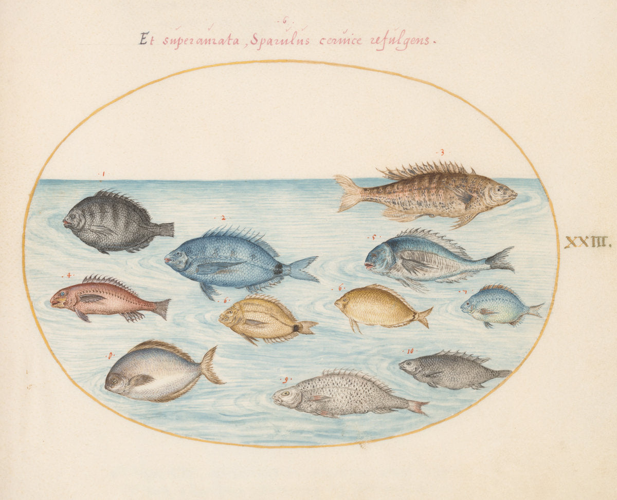 Animalia Aqvatilia et Cochiliata (Aqva): Plate XXIII by Joris Hoefnagel (Flemish, 1542 - 1600), 16X12"(A3)Poster Print