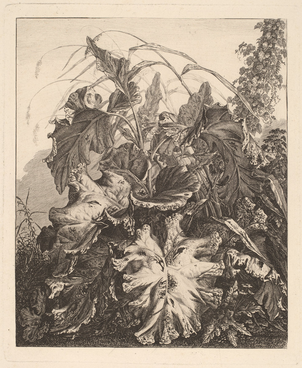 Foliage with Reeds by Carl Wilhelm Kolbe (German, 1759 - 1835), 16X12"(A3)Poster Print