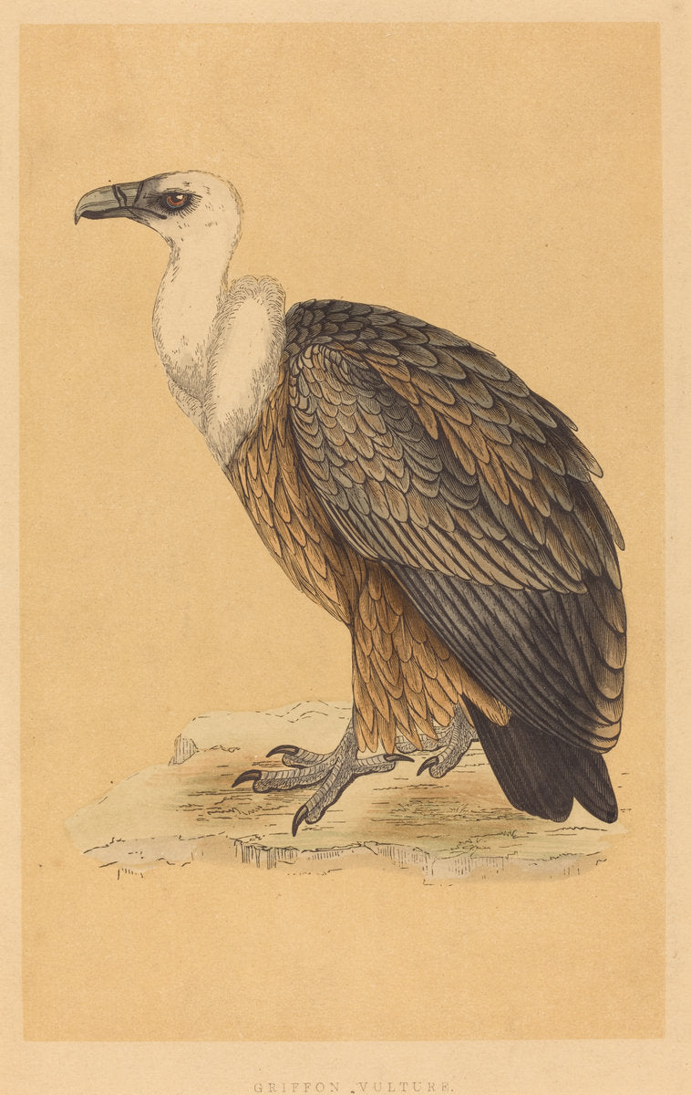 hand-colored lithograph by British 19th Century (Griffon Vulture), 16X12"(A3)Poster Print