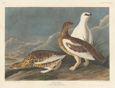 Rock Grous by Robert Havell after John James Audubon (American, 1793 - 1878), 16X12"(A3)Poster Print