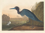 Blue Crane or Heron by Robert Havell after John James Audubon (American, 1793 - 1878), 16X12"(A3)Poster Print