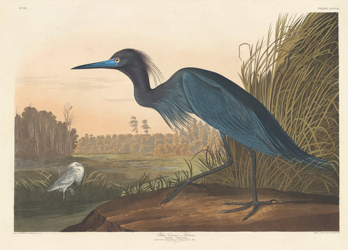 Blue Crane or Heron by Robert Havell after John James Audubon (American, 1793 - 1878), 16X12