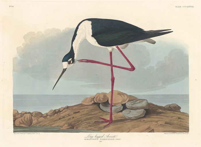 Long-legged Avocet by Robert Havell after John James Audubon (American, 1793 - 1878), 16X12