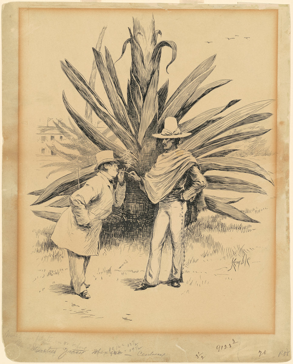Cactus from Mexico by Edward Kemble (American, 1861 - 1933), 16X12"(A3)Poster Print