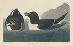 Razor Bill by Robert Havell after John James Audubon (American, 1793 - 1878), 16X12"(A3)Poster Print