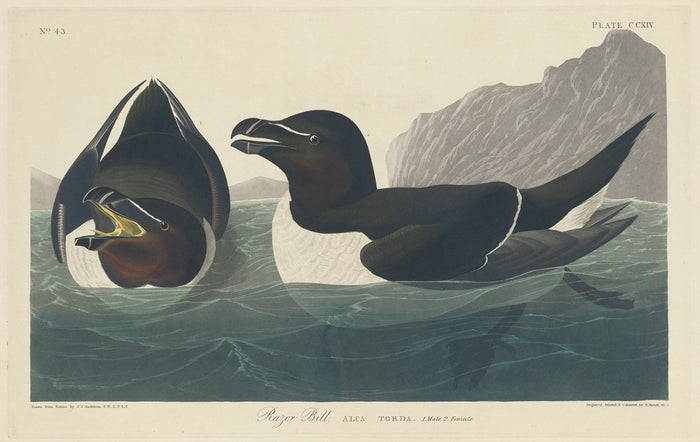 Razor Bill by Robert Havell after John James Audubon (American, 1793 - 1878), 16X12