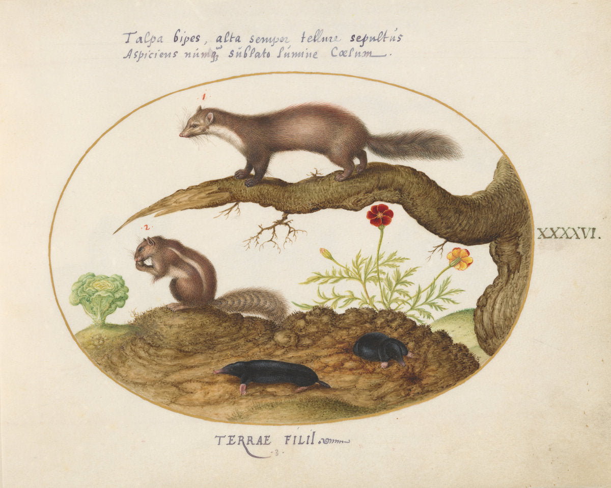 Animalia Qvadrvpedia et Reptilia (Terra): Plate XLVI by Joris Hoefnagel (Flemish, 1542 - 1600), 16X12"(A3)Poster Print