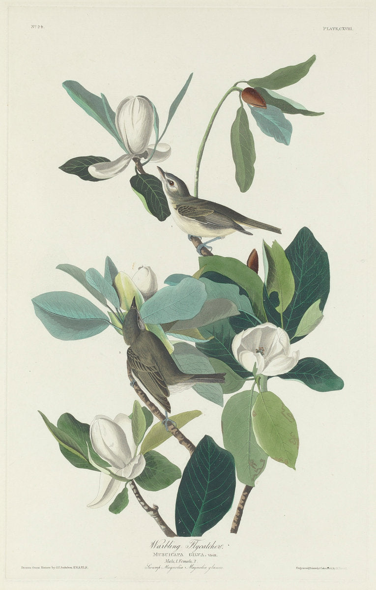 Warbling Flycatcher by Robert Havell after John James Audubon (American, 1793 - 1878), 16X12"(A3)Poster Print