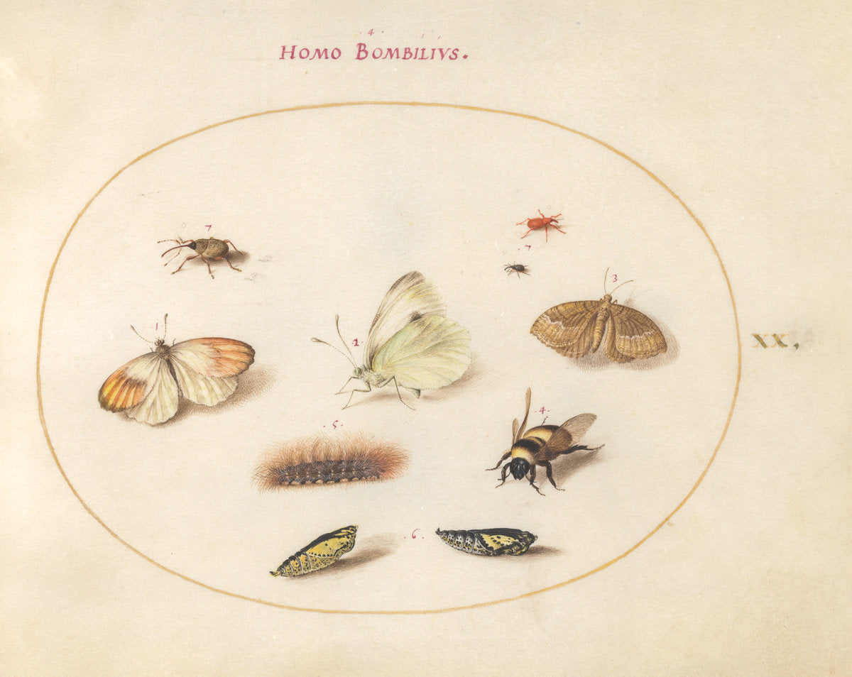 Animalia Rationalia et Insecta (Ignis):  Plate XX by Joris Hoefnagel (Flemish, 1542 - 1600), 16X12"(A3)Poster Print