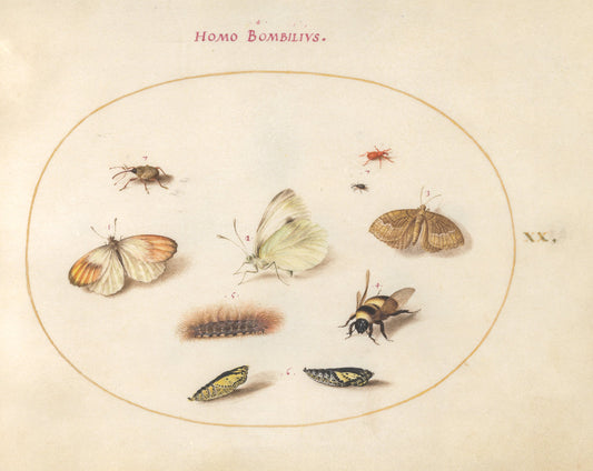 Animalia Rationalia et Insecta (Ignis):  Plate XX by Joris Hoefnagel (Flemish, 1542 - 1600), 16X12"(A3)Poster Print