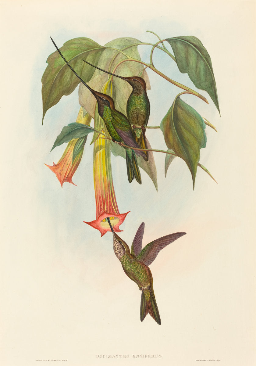 Docimastes ensiferus (Sword-billed Hummingbird) by John Gould and H.C. Richter (British, 1804 - 1881), 16X12"(A3)Poster Print