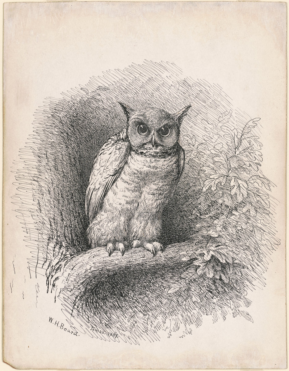 Owl by William Holbrook Beard (American, 1824 - 1900), 16X12"(A3)Poster Print