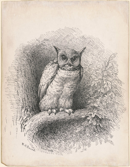 Owl by William Holbrook Beard (American, 1824 - 1900), 16X12"(A3)Poster Print