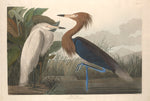 Purple Heron by Robert Havell after John James Audubon (American, 1793 - 1878), 16X12"(A3)Poster Print