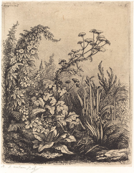 La petite berle aux liserons (Small Water-parsnip with Bindweed) by Eugène Bléry (French, 1805 - 1887), 16X12"(A3)Poster Print