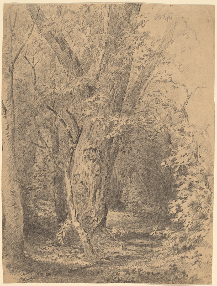 Tree and Foliage by Walter Shirlaw (American, 1838 - 1909), 16X12"(A3)Poster Print