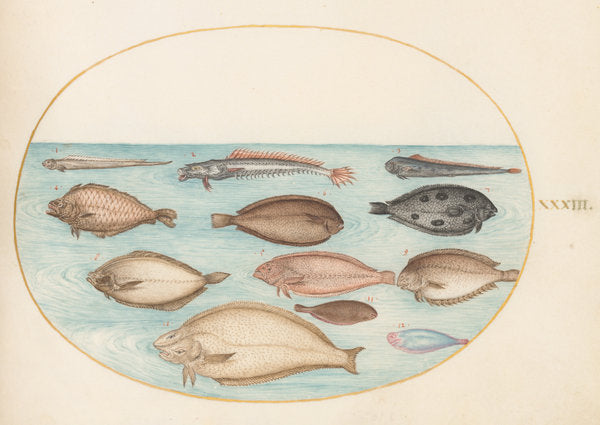 Animalia Aqvatilia et Cochiliata (Aqva): Plate XXXIII by Joris Hoefnagel (Flemish, 1542 - 1600), 16X12"(A3)Poster Print