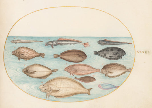 Animalia Aqvatilia et Cochiliata (Aqva): Plate XXXIII by Joris Hoefnagel (Flemish, 1542 - 1600), 16X12"(A3)Poster Print