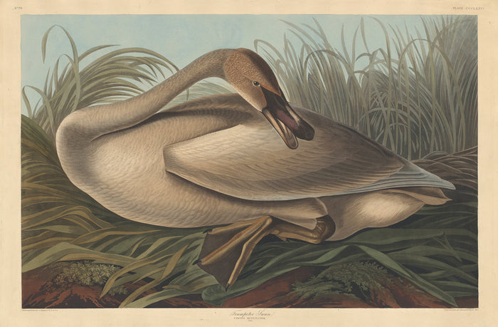 Trumpeter Swan by Robert Havell after John James Audubon (American, 1793 - 1878), 16X12