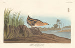 Yellow-breasted Rail by Robert Havell after John James Audubon (American, 1793 - 1878), 16X12"(A3)Poster Print