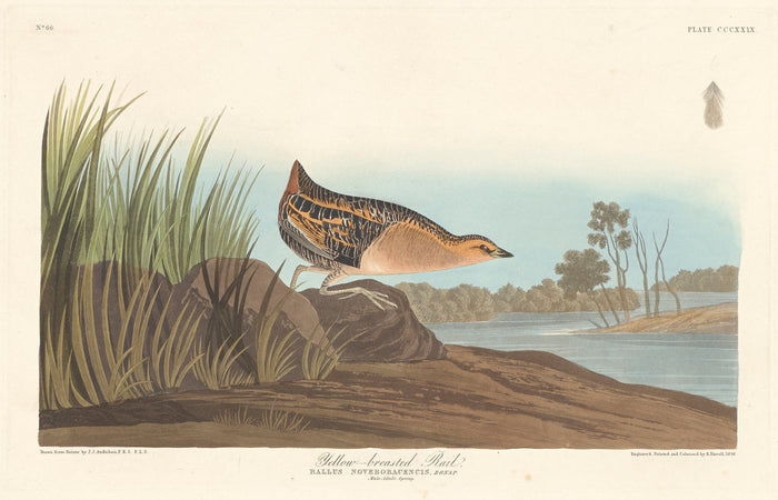 Yellow-breasted Rail by Robert Havell after John James Audubon (American, 1793 - 1878), 16X12