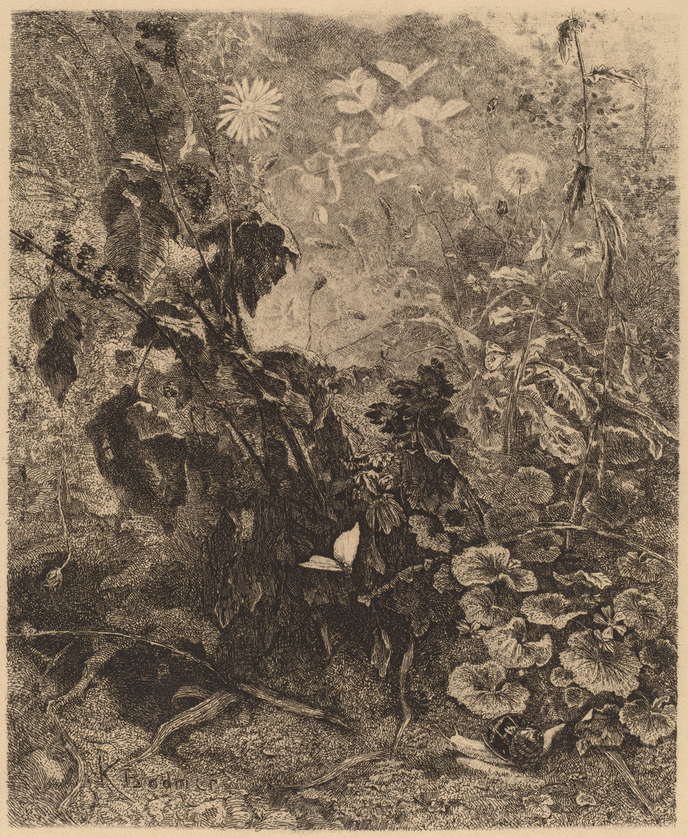 Escargots et papillons by Karl Bodmer (Swiss, 1809 - 1893), 16X12"(A3)Poster Print