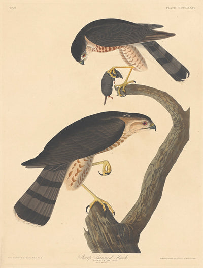 Sharp-shinned Hawk by Robert Havell after John James Audubon (American, 1793 - 1878), 16X12"(A3)Poster Print