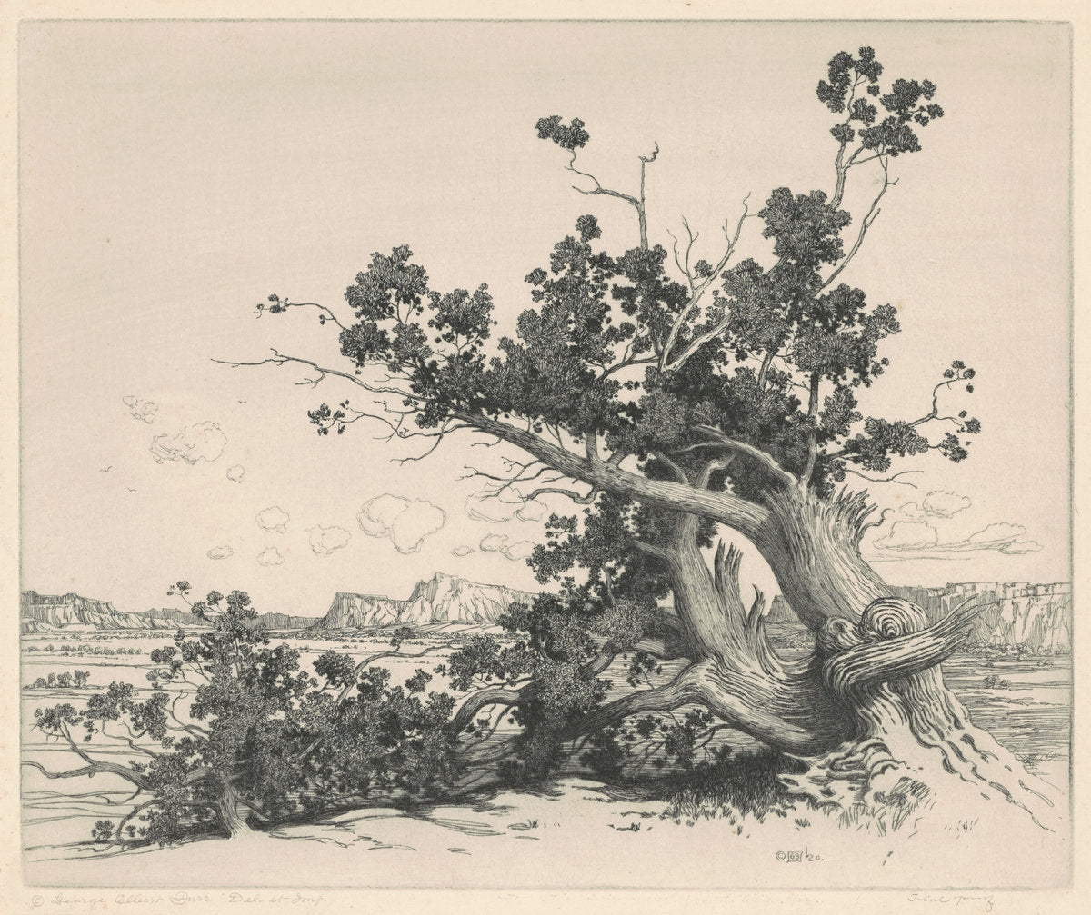 Desert Cedars, New Mexico by George Elbert Burr (American, 1859 - 1939), 16X12"(A3)Poster Print