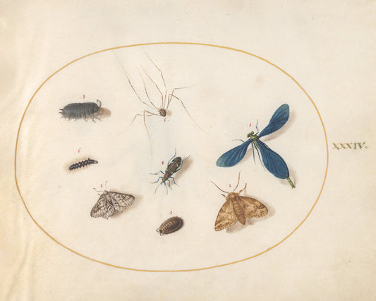 Animalia Rationalia et Insecta (Ignis):  Plate XXXIV by Joris Hoefnagel (Flemish, 1542 - 1600), 16X12"(A3)Poster Print