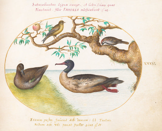 Animalia Volatilia et Amphibia (Aier): Plate XXXV by Joris Hoefnagel (Flemish, 1542 - 1600), 16X12"(A3)Poster Print