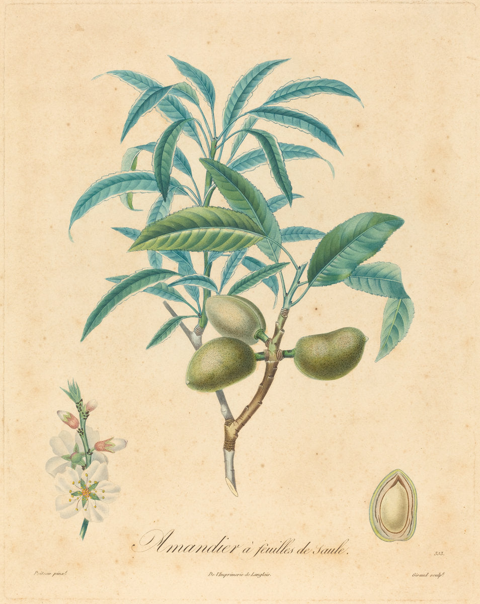 color stipple etching, hand-touched by after A. Poiteau (Amandier a feuilles de saulle), 16X12"(A3)Poster Print
