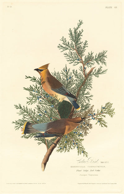 Cedar Bird by Robert Havell after John James Audubon (American, born England, 1793 - 1878), 16X12"(A3)Poster Print