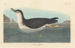 Manks Shearwater by Robert Havell after John James Audubon (American, 1793 - 1878), 16X12"(A3)Poster Print
