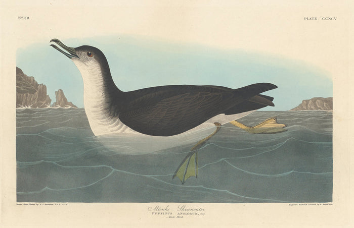 Manks Shearwater by Robert Havell after John James Audubon (American, 1793 - 1878), 16X12