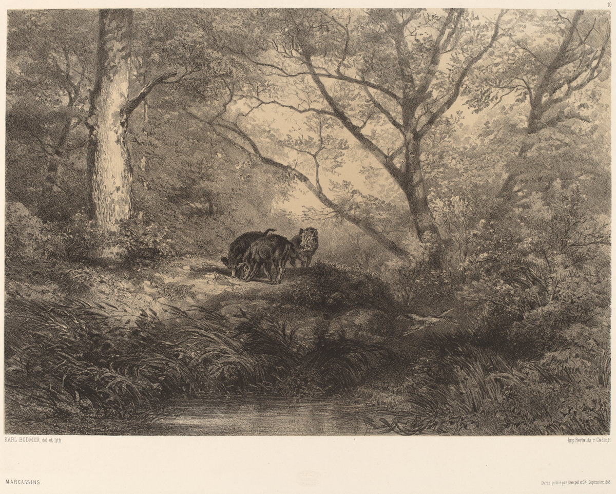 Marcassins by Karl Bodmer (Swiss, 1809 - 1893), 16X12"(A3)Poster Print