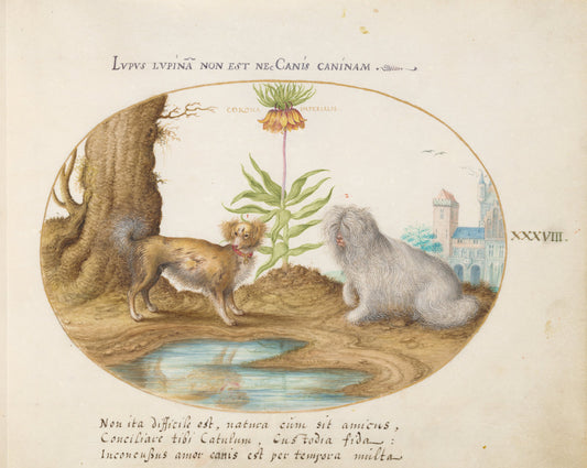 Animalia Qvadrvpedia et Reptilia (Terra): Plate XXXVIII by Joris Hoefnagel (Flemish, 1542 - 1600), 16X12"(A3)Poster Print