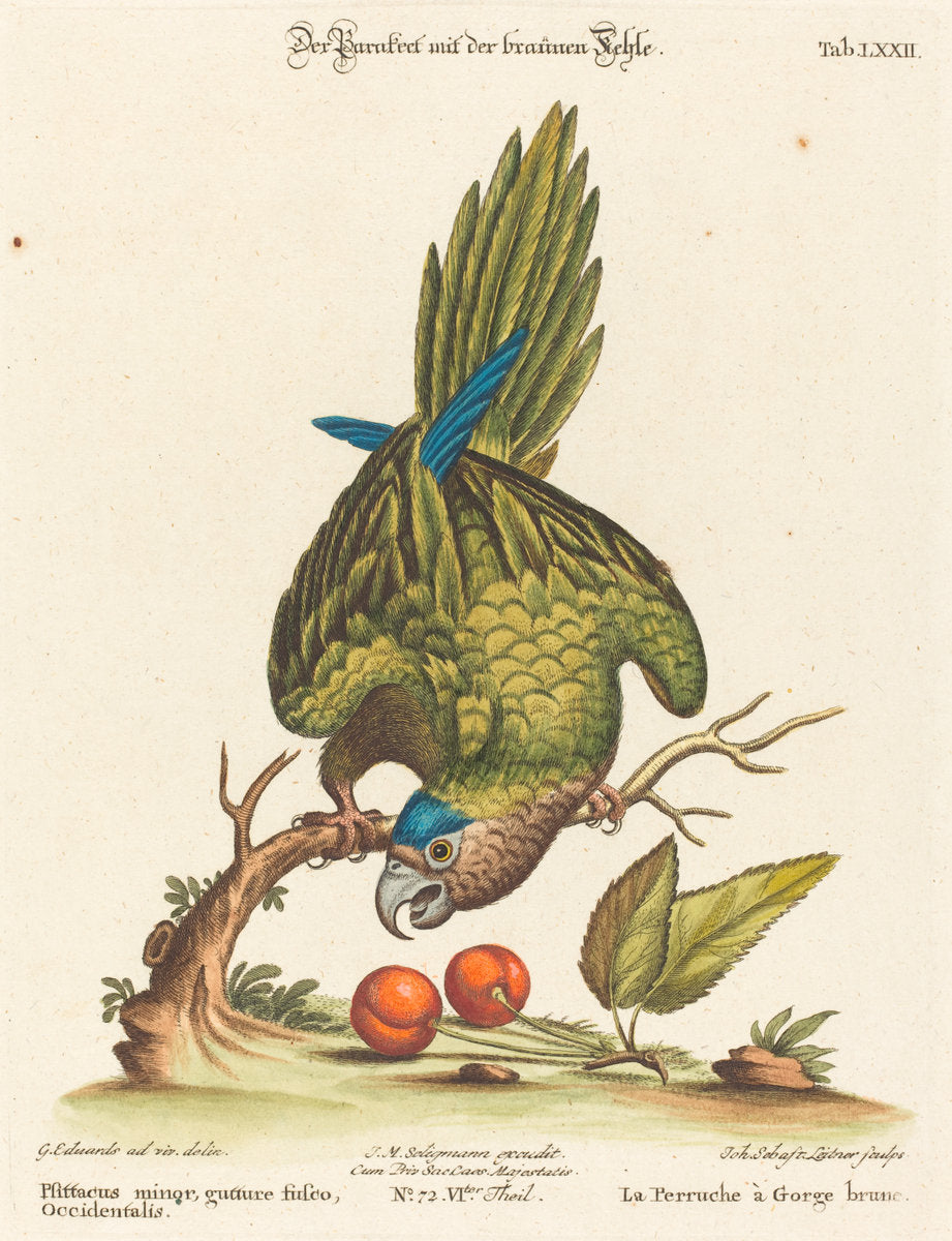 Psittacus minor gutture fusco, occidentalis by Johann Sebastian Leitner after George Edwards (German, 1715 - 1795), 16X12"(A3)Poster Print