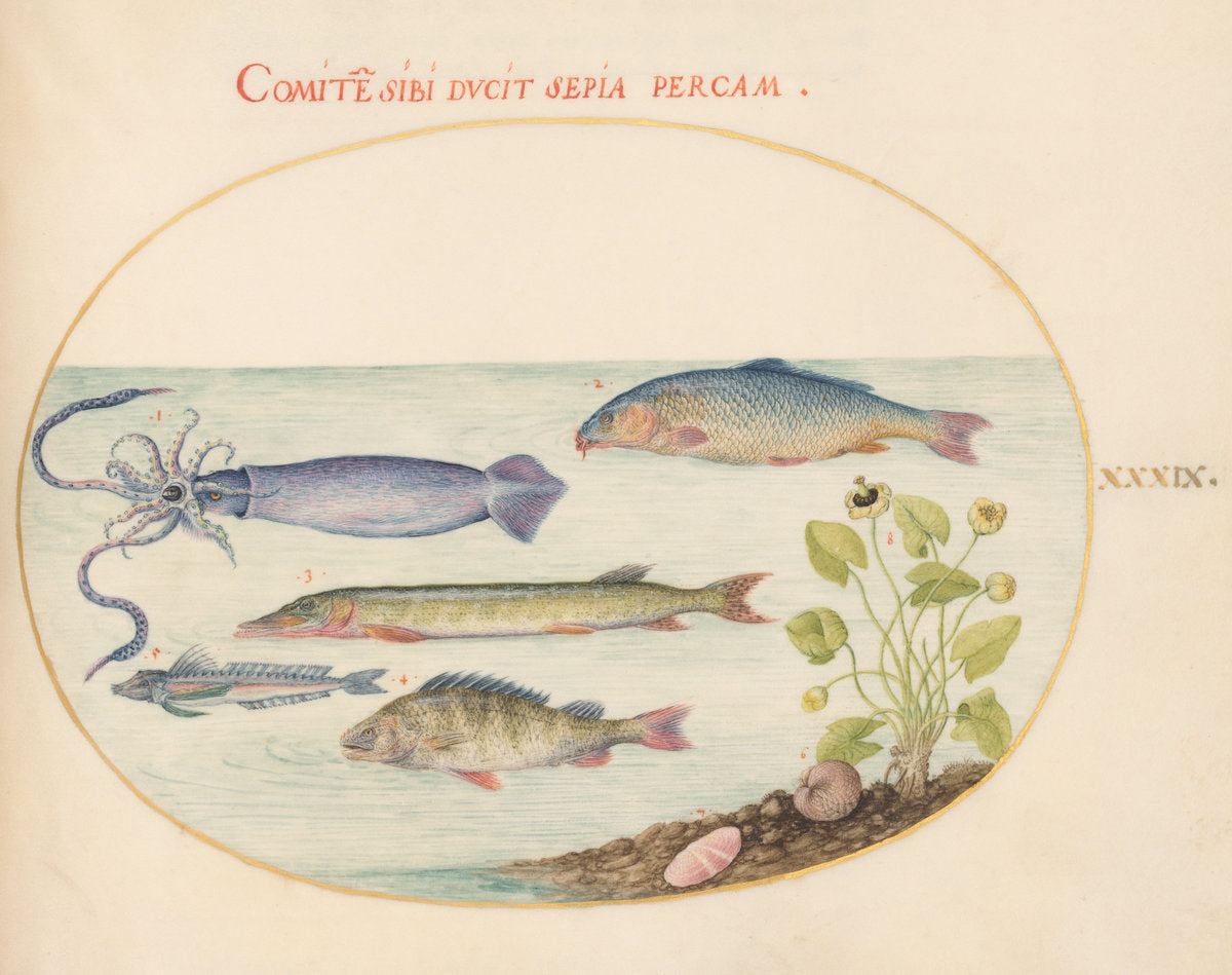 Animalia Aqvatilia et Cochiliata (Aqva): Plate XXXIX by Joris Hoefnagel (Flemish, 1542 - 1600), 16X12"(A3)Poster Print