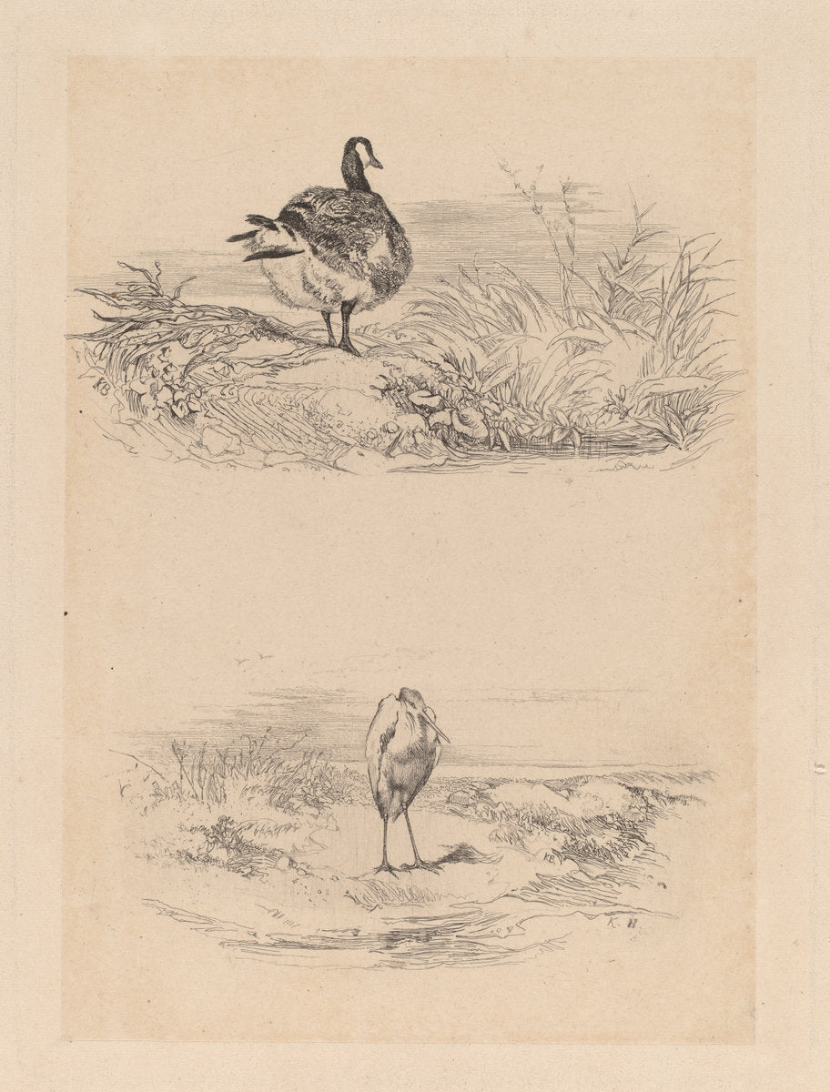 Oie, Heron by Karl Bodmer (Swiss, 1809 - 1893), 16X12"(A3)Poster Print